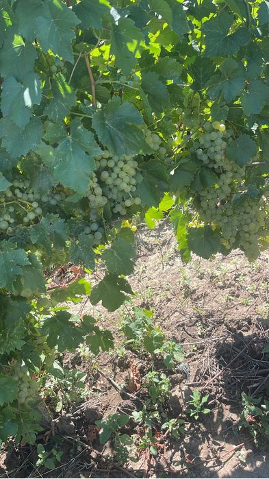 Struguri de vin diferite soiuri