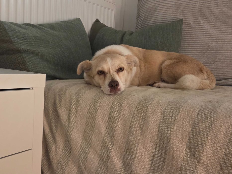 Doua cateluse de talie mica pentru adoptie