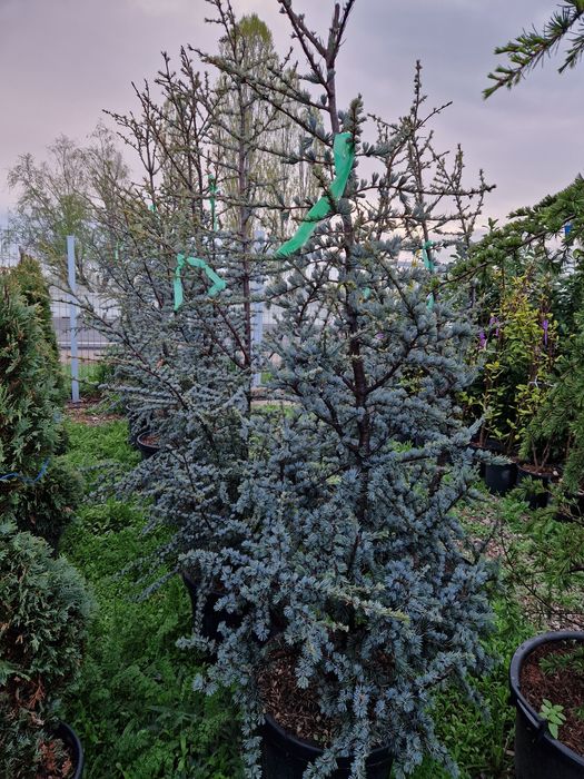 Cedru argintiu ( cedrus atlantica glauca )
