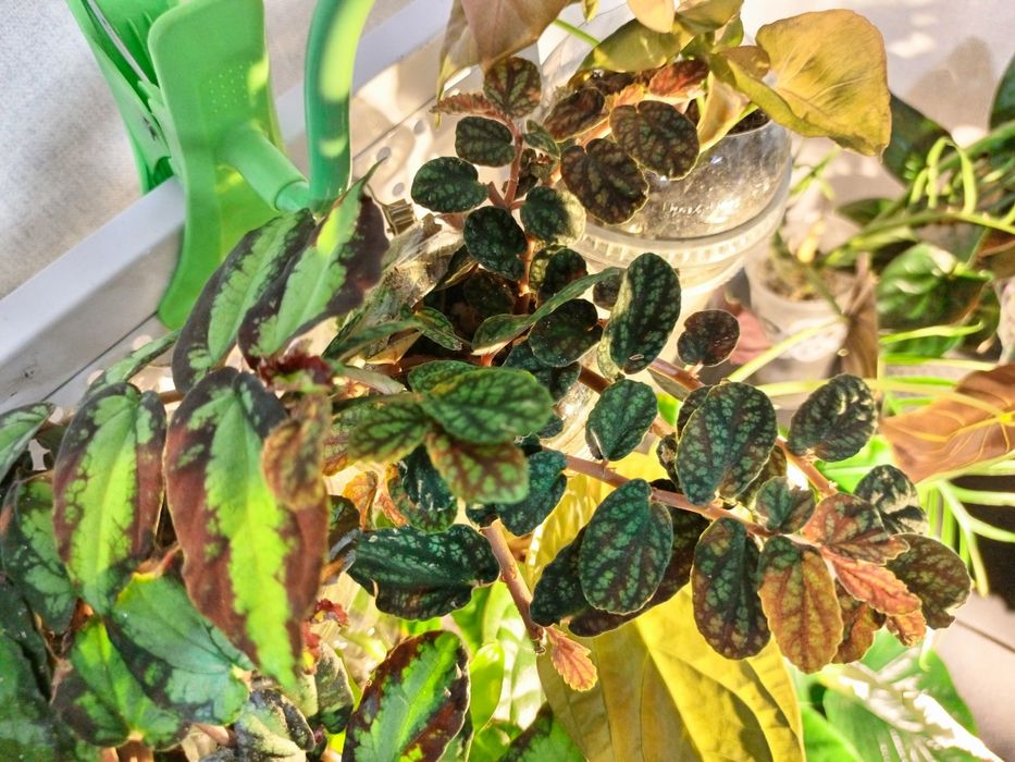 Пеллиония прекраснейшая (Pellionia pulchra)