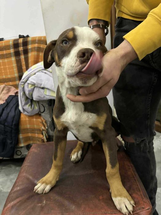 American Staffordshire Terrier