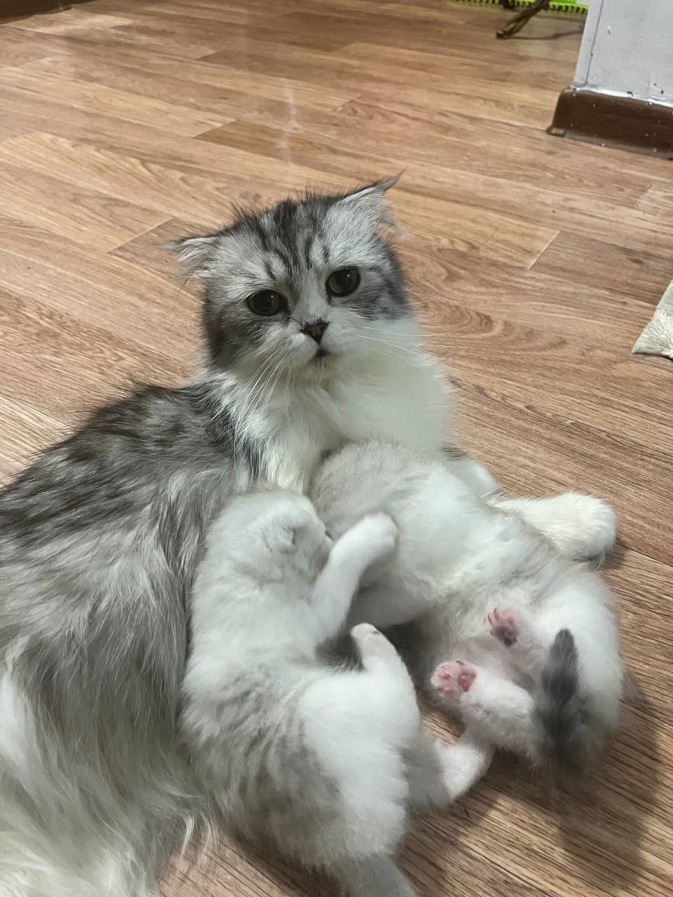 Шатланский кот продоетса