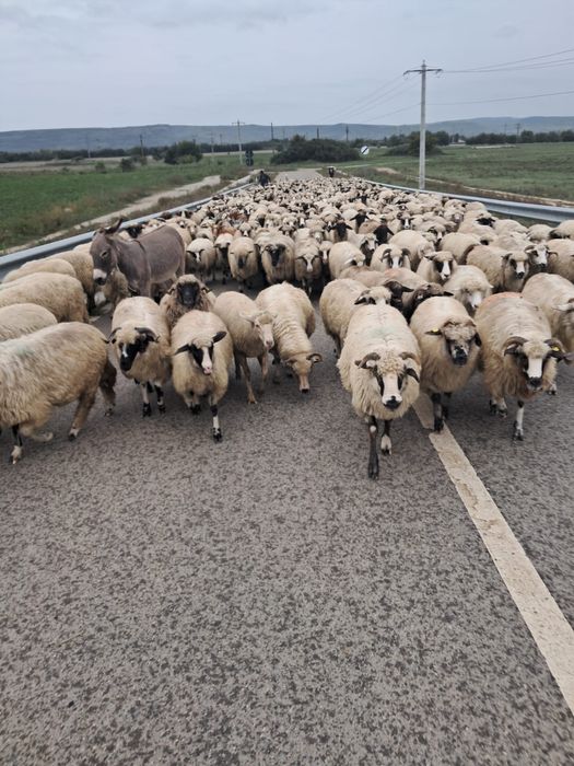 Vand măgăreață tânără