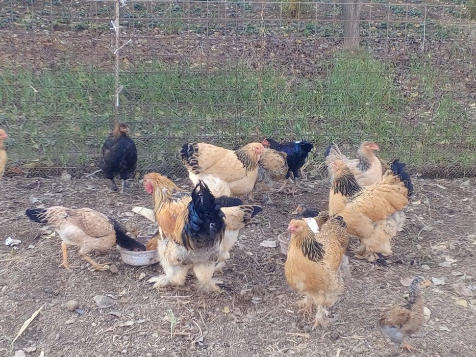 Brama tovuqlar, xoʻrozlar sotiladi