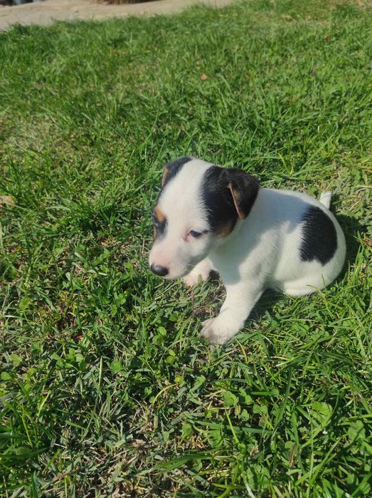 Джак ръсел териери