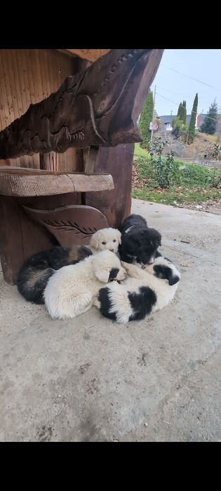 Căței Ciobănesc Gratuit