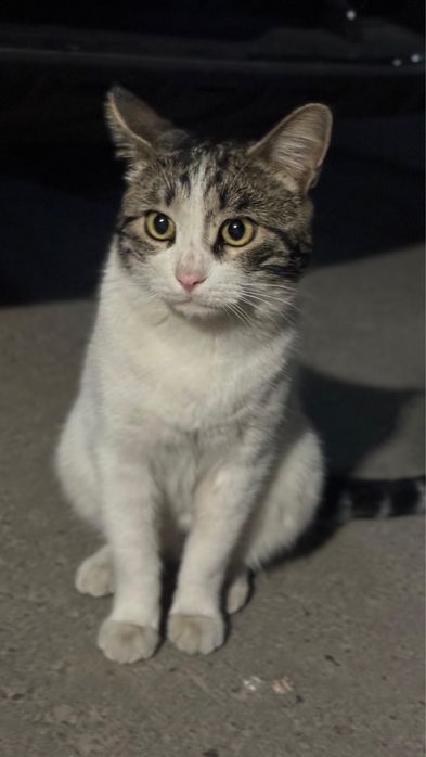 Отдам кота в добрые руки