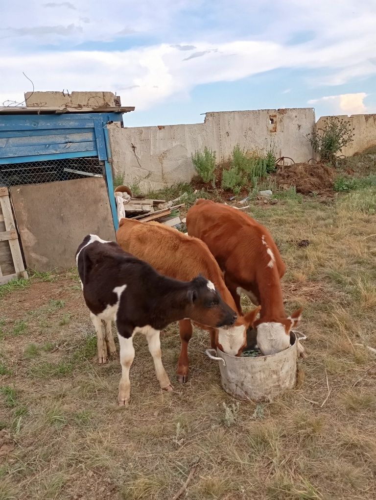 Продам 2коровы и 3телят