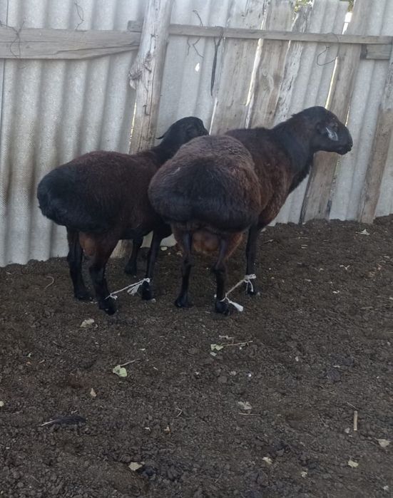 Қошқар сатылады тұқымдыққа