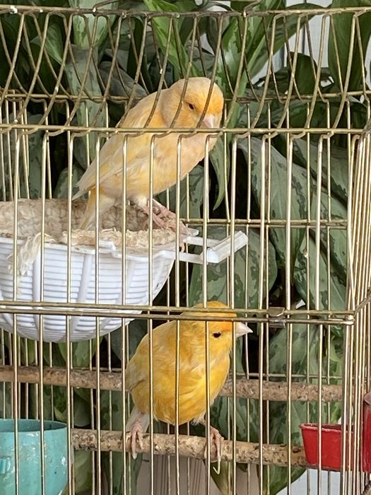 Кенары 9-ти месячные от 9-13 тт.