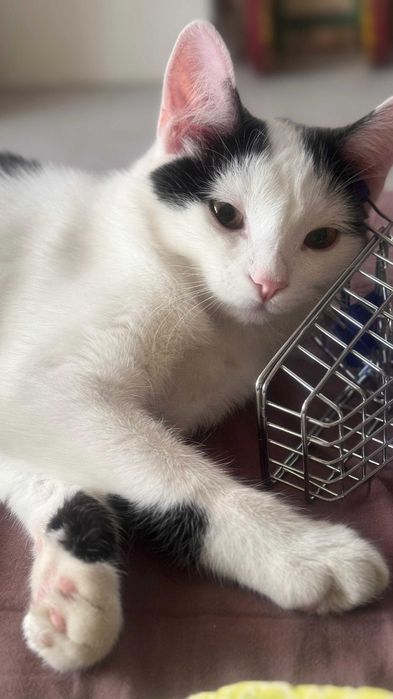 Отдам в добрые руки