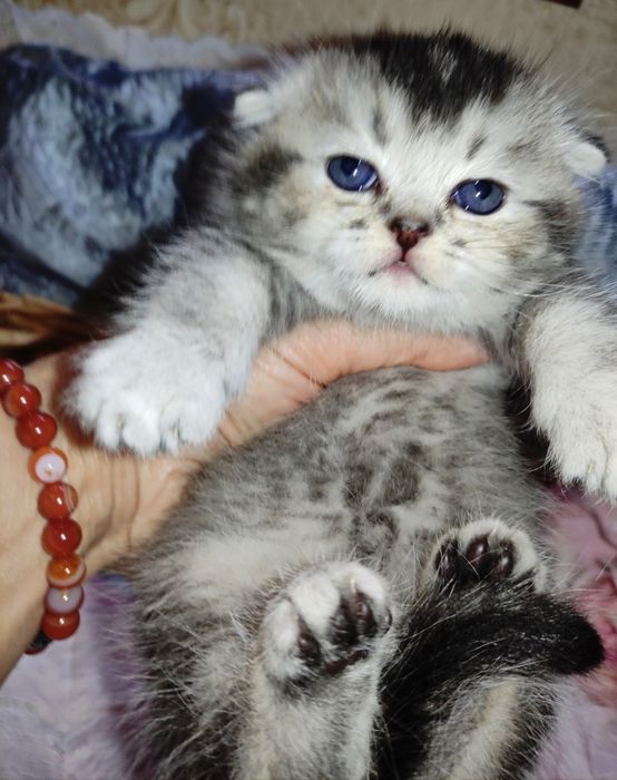 Продается шикарный котенок мальчик серебристая г