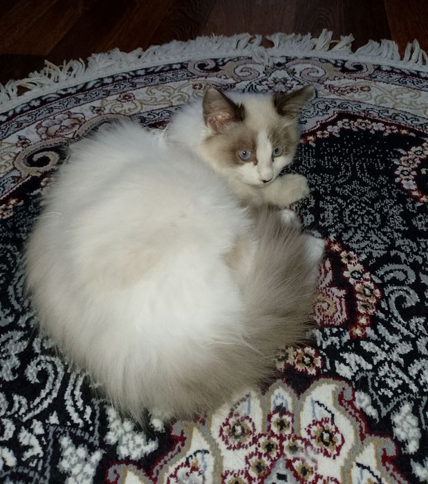 Котёнок хорошие руки