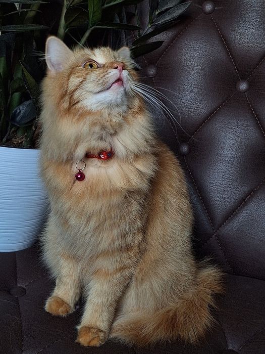 Подари Венди семью