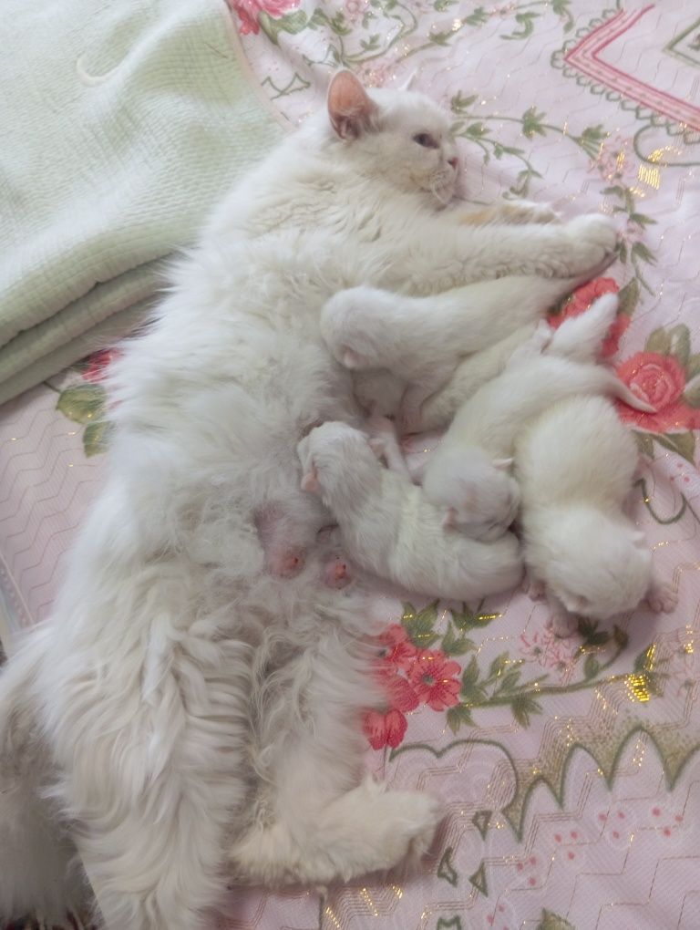Скотч хейланд  боллари сотилади