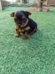 Mascul Yorkshire Terrier