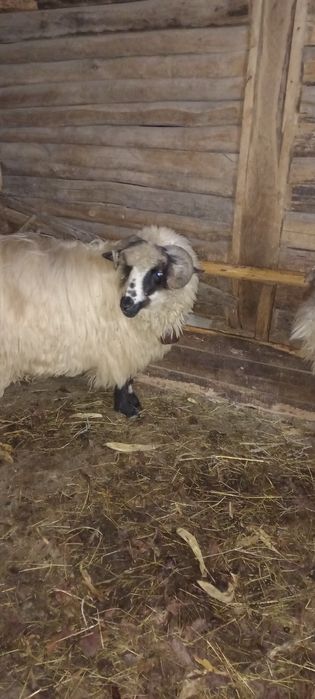 Vând două oi fătate