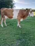Vand vaca fatata recent