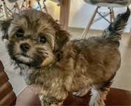 Bichon havanez fetita 650 lei