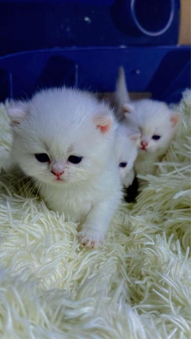 Британские шиншила котята премиум класса
