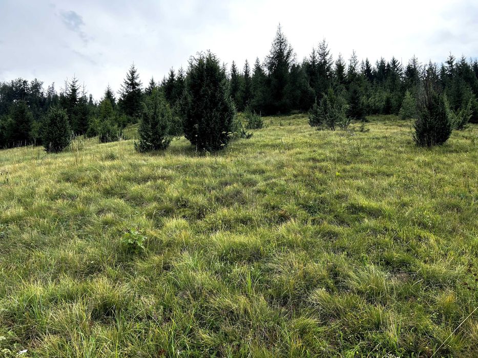 Teren intravilan cu peisaj suberb | 5311 MP | Sucevita | Bucovina