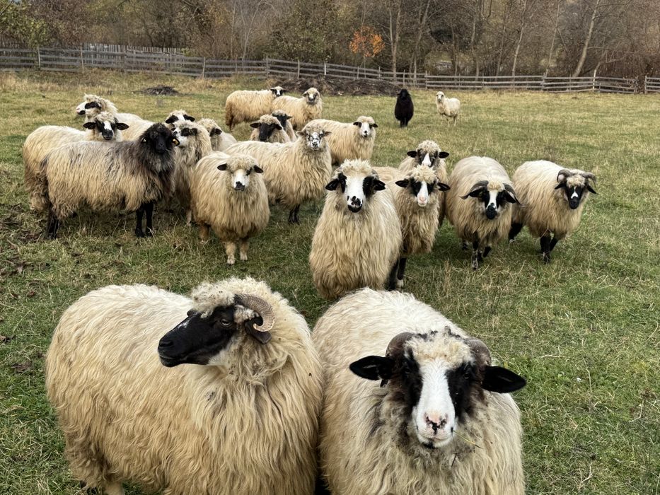 Vand miori si stramiori 18 breze si oacheșe