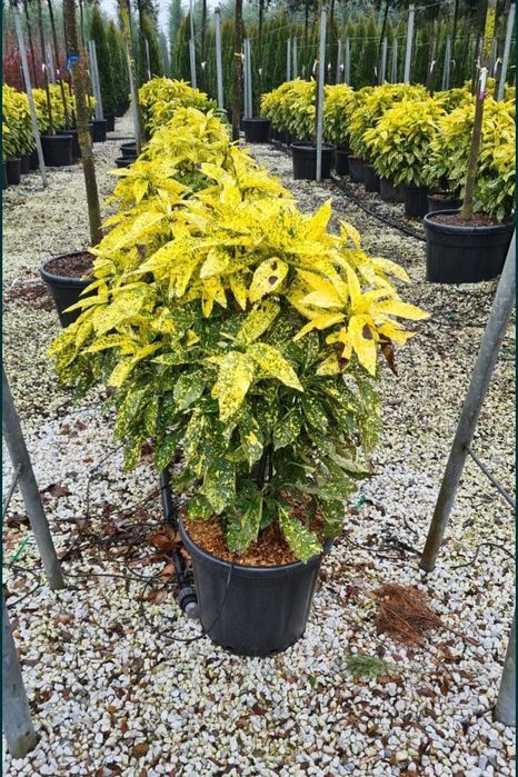 pom pon, spirala, eounymous, magnolia, acuba