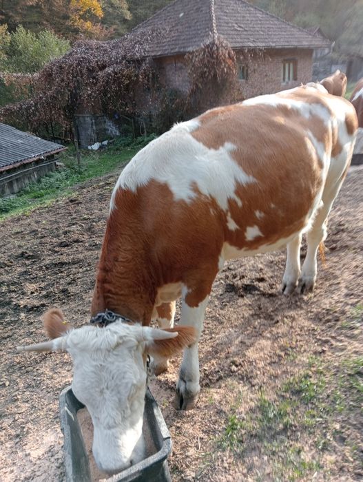 Vind juninca gestanta