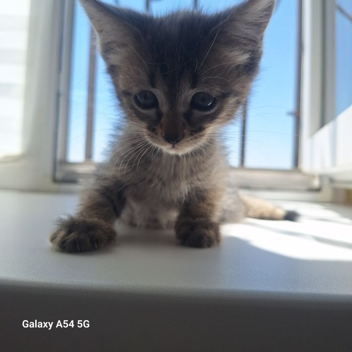 Котятки милые,игривые красивые