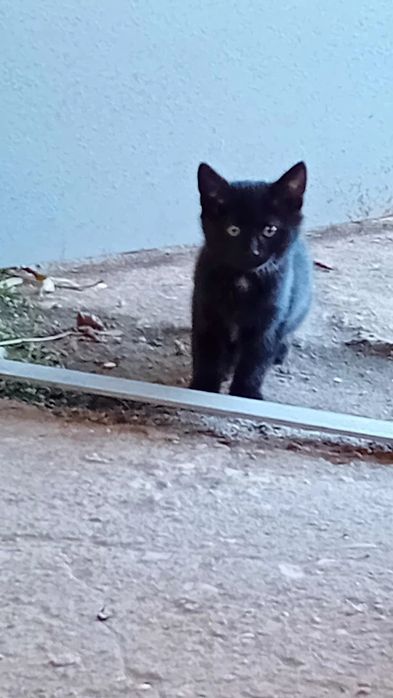 Подарявам котенца