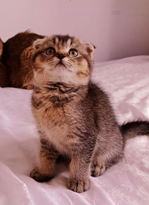 Шотландские здоровые котята 4 мес