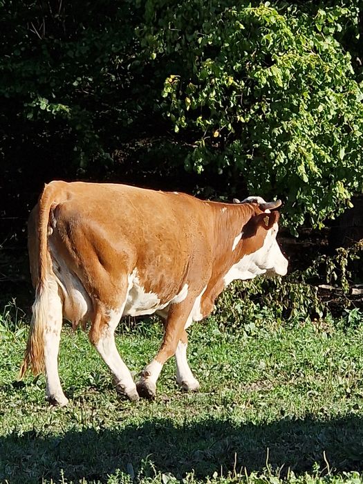 Vănd vacă a patara fătare