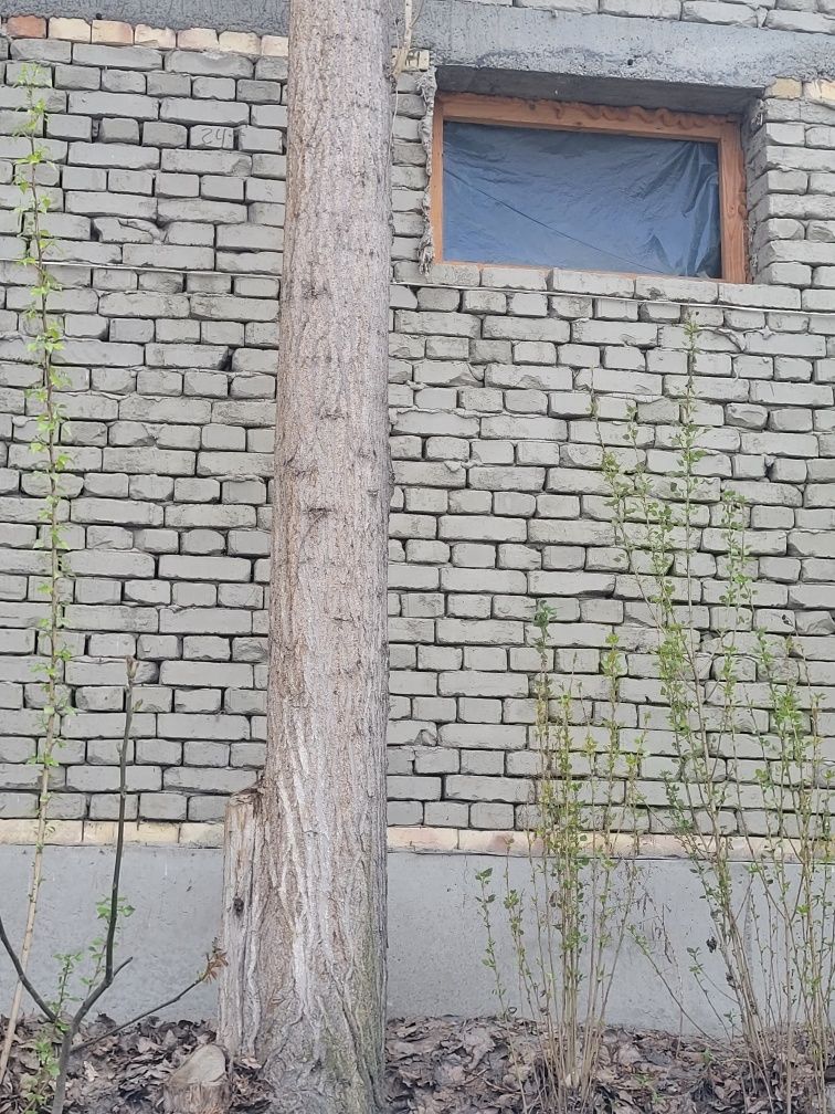 Terakla sotiladi soglom qurt tushmagan 600 000 somdan donasi bolishi 2