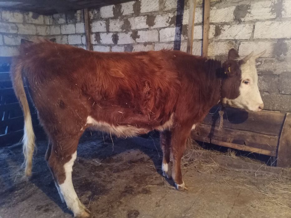 Кашар сатылады 1, 5