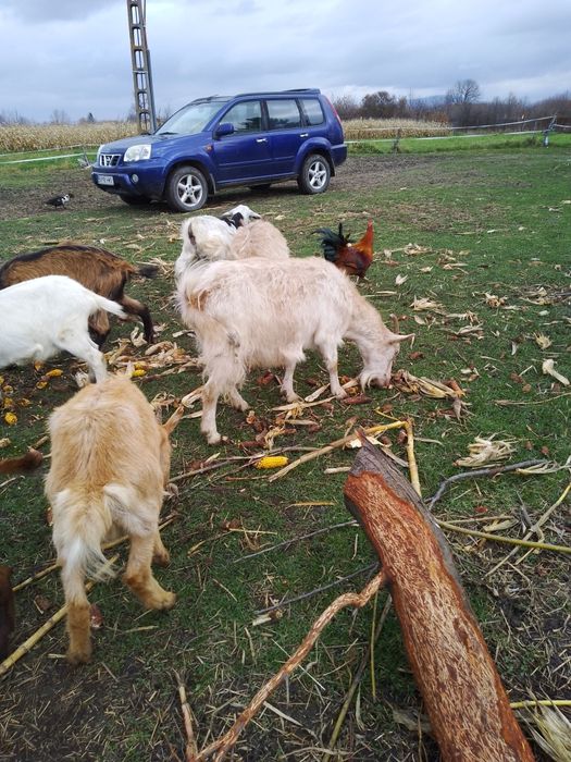 Oaie texel.oi tigăi și capre disponibile