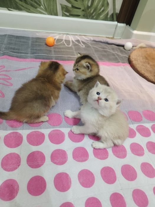 Чистокровные милые здоровые малыши