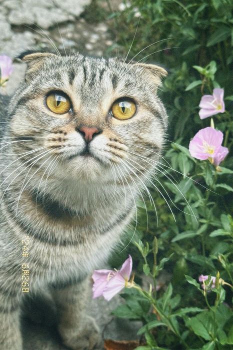 Скотишфолд в добрые руки