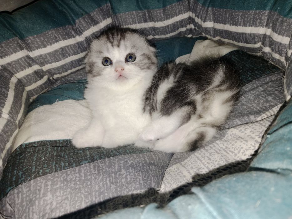 Роскошные котята