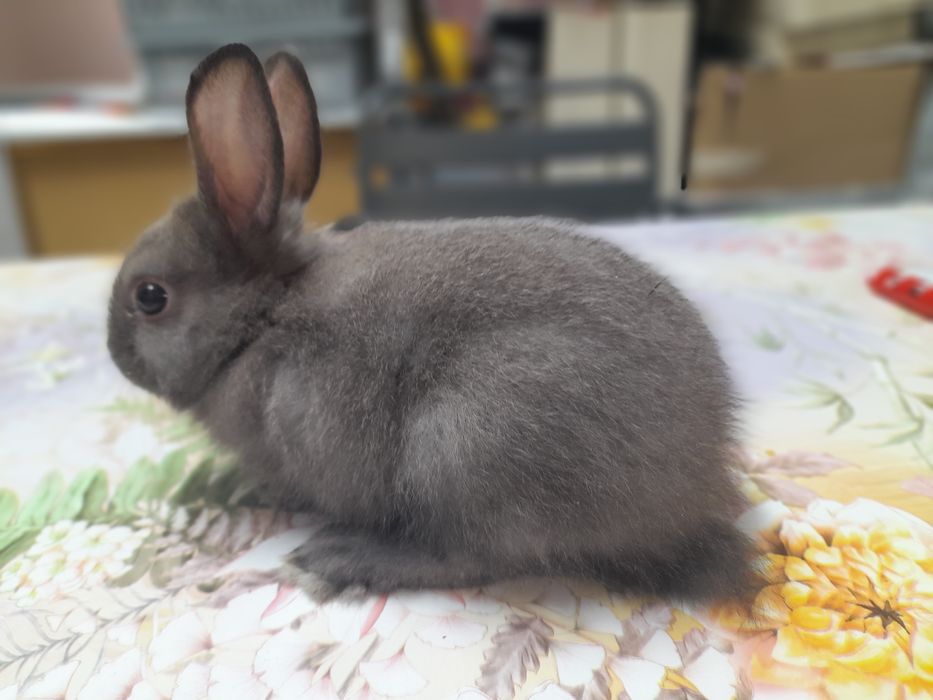 Декоративни зайчета