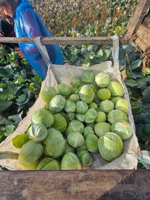 Varza plata taiat proaspat calitate superioara pentru murat,pastrare