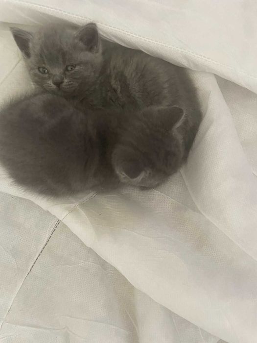 Продавам котенца на 2 месеца порода "Британска Късокосместа".