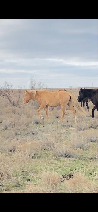 Семіз ту биелер сатылады