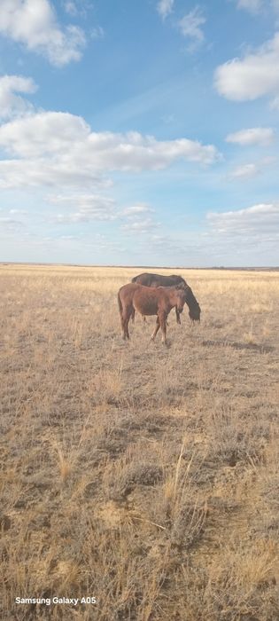 Еркек жабағы сатылады немесе ауыстырамын
