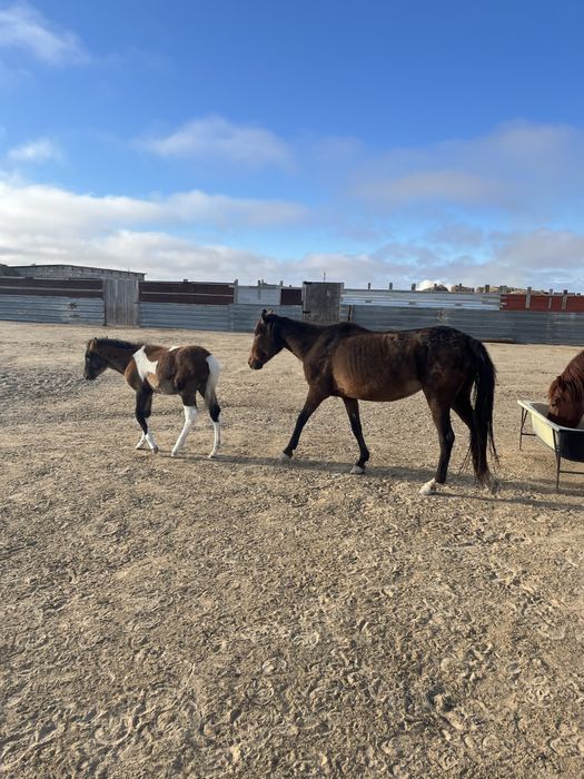 Құлынды бие сатылады.