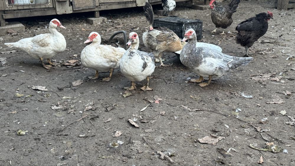 Rățoi si rațe leșești mute albe si albastre