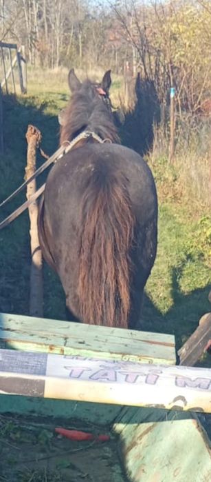 De vânzare cal castrat merge pe 9ani 4500 neg