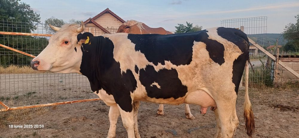 Vând juninca la prima fatare