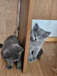 Puiuti British Shorthair