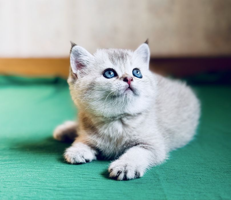 Серебристая шиншилла.