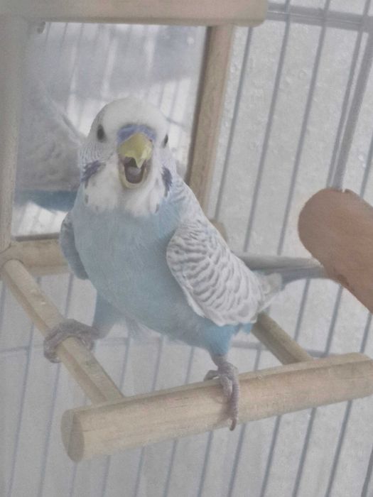 Попугайчик волнистый